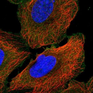 Anti-ANK3 antibody produced in rabbit 