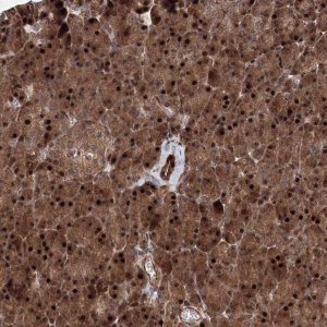 Anti-ANKAR antibody produced in rabbit 