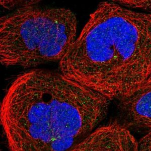 Anti-ANKAR antibody produced in rabbit 