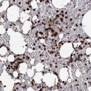 Anti-ANKDD1A antibody produced in rabbit 