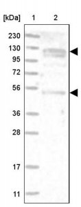 Anti-ANKFY1 antibody produced in rabbit HPA024513-100UL