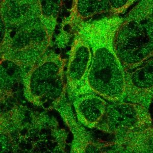 Anti-ANKMY2 antibody produced in rabbit 