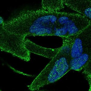 Anti-ANKRA2 antibody produced in rabbit 