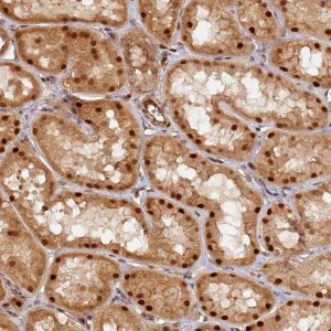 Anti-ANKRD24 antibody produced in rabbit 