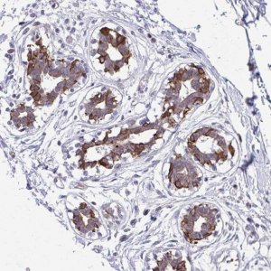 Anti-ANKRD30B antibody produced in rabbit 