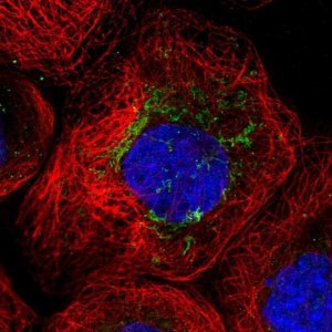 Anti-ANKRD34C antibody produced in rabbit 