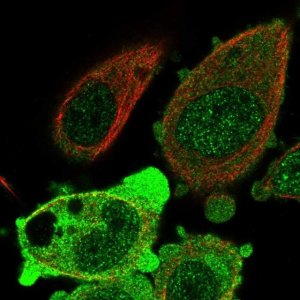 Anti-ANKRD36 antibody produced in rabbit 