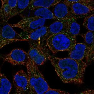 Anti-ANKRD54 antibody produced in rabbit 