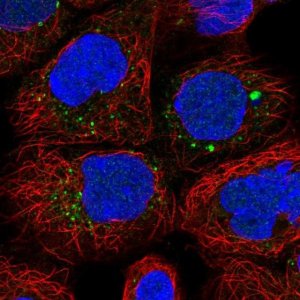 Anti-ANKRD6 antibody produced in rabbit 