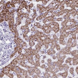 Anti-ANKRD60 antibody produced in rabbit 