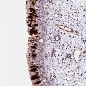Anti-ANKUB1 antibody produced in rabbit 