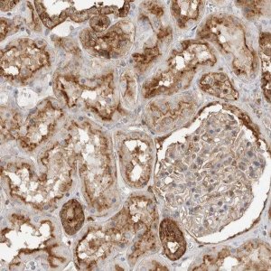 Anti-ANXA11 antibody produced in rabbit 