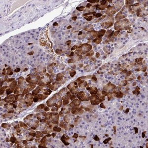 Anti-ANXA2R antibody produced in rabbit 