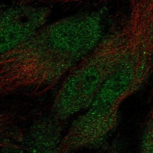 Anti-ANXA2R antibody produced in rabbit 