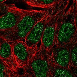 Anti-ANXA8 antibody produced in rabbit 