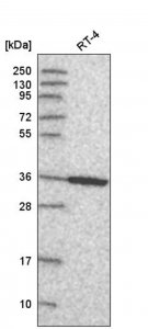 Anti-ANXA8 antibody produced in rabbit 
