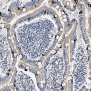 Anti-AOAH antibody produced in rabbit 
