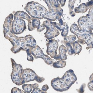 Anti-AOAH antibody produced in rabbit 