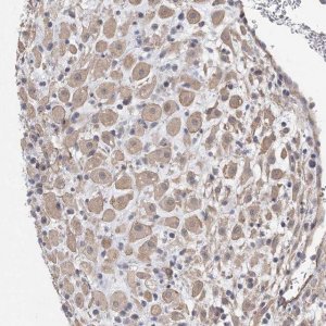 Anti-AOC1 antibody produced in rabbit 
