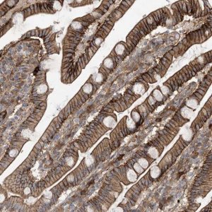 Anti-AOC1 antibody produced in rabbit 