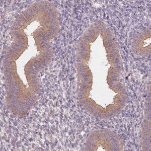 Anti-AP1S1 antibody produced in rabbit HPA060945-100UL