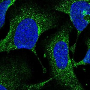 Anti-AP1S1 antibody produced in rabbit HPA060945-100UL