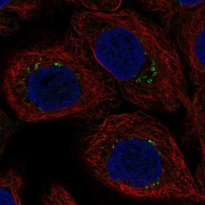 Anti-AP1S3 antibody produced in rabbit 