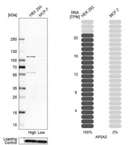 Anti-AP2A2 antibody produced in rabbit 