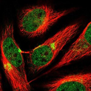 Anti-AP3B1 antibody produced in rabbit 