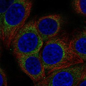 Anti-AP3D1 antibody produced in rabbit 