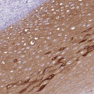 Anti-AP3S2 antibody produced in rabbit 