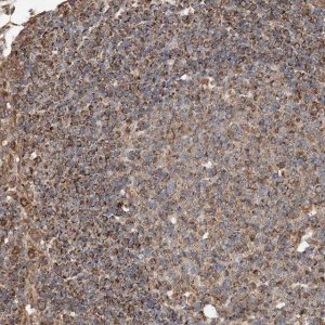 Anti-AP4B1 antibody produced in rabbit 