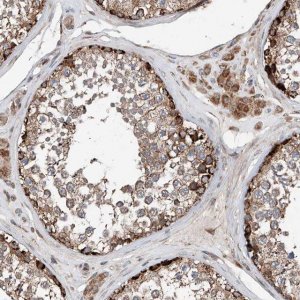 Anti-AP4B1 antibody produced in rabbit 
