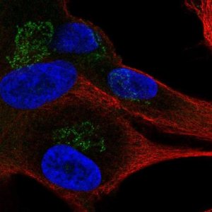 Anti-APBA1 antibody produced in rabbit 