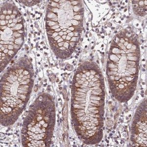 Anti-APBA3 antibody produced in rabbit 