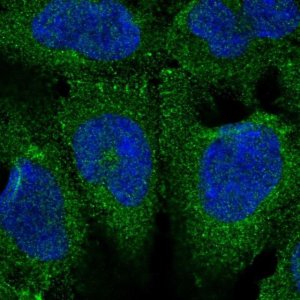 Anti-APBB1 antibody produced in rabbit 