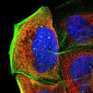 Anti-APBB3 antibody produced in rabbit 