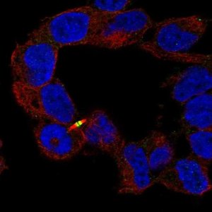 Anti-APC2 antibody produced in rabbit 