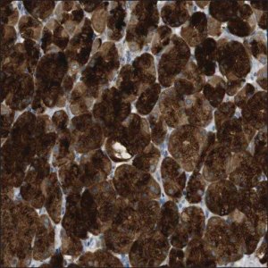 Anti-APCDD1 antibody produced in rabbit HPA014468-100UL
