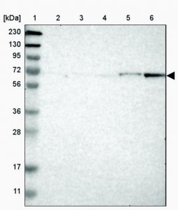 Anti-APCDD1 antibody produced in rabbit HPA014468-100UL