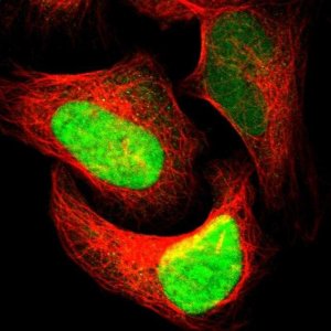 Anti-APEX1 antibody produced in rabbit 