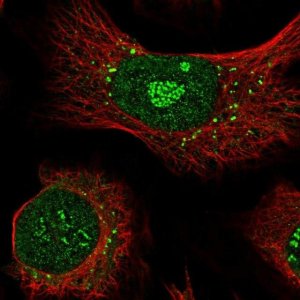 Anti-APEX2 antibody produced in rabbit HPA048577-100UL