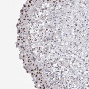 Anti-API5 antibody produced in rabbit 