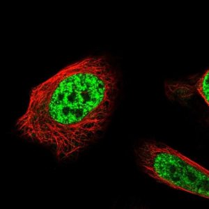 Anti-API5 antibody produced in rabbit 