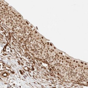 Anti-ARID5A antibody produced in rabbit 