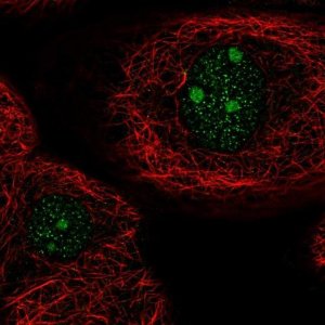 Anti-ARID5A antibody produced in rabbit 