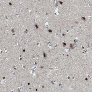Anti-ARID5B antibody produced in rabbit 