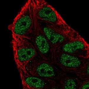 Anti-ARIH2 antibody produced in rabbit 
