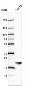 Anti-ARL1 antibody produced in rabbit 