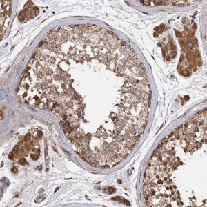 Anti-ARL13A antibody produced in rabbit 